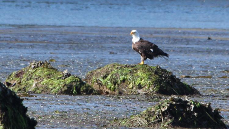 Bald Eagle Watching for a Catch